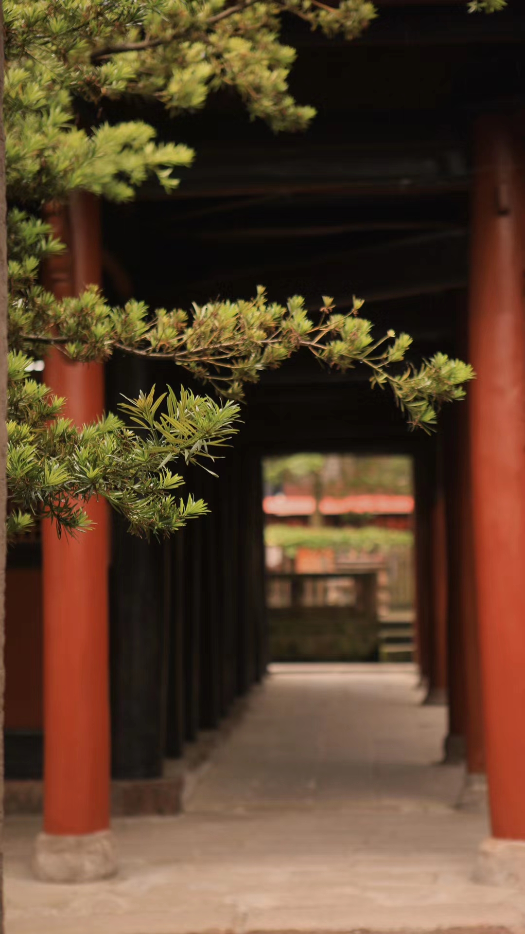 重庆梁平双桂堂一角,松树空境。